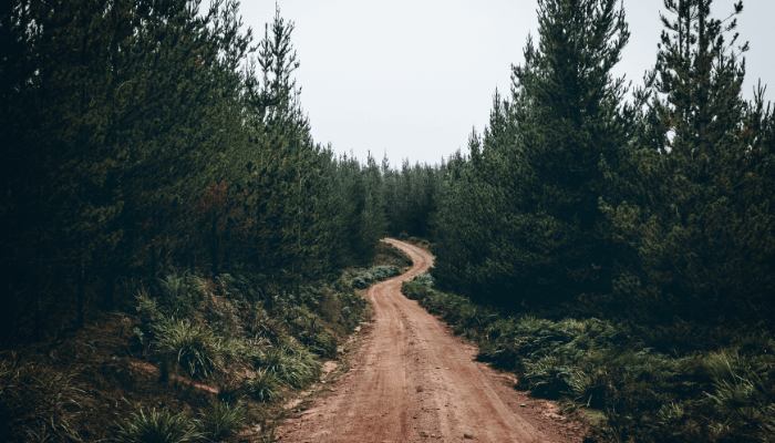 trail and road clearing